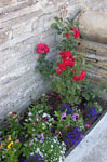 A splash of colour brightens the access footpath to the main entrance