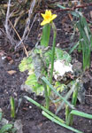 A most unseasonal daffodil in the 'Flower of Olrig' - is this the first to be seen in Caithness?