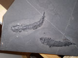 A fine example of fish fossils - recently donated to the Society by Alan Saxon - son of the late Jack Saxon, renowned expert on Caithness fossils.