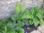Healthy Hostas