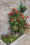 An old fashioned climbing rose - awash with colour