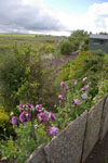 These beds are literally on the edge of the cliff face at the edge of the quarry - weeding in the dark not advised....