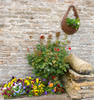 The sunken borders are just on the point of bursting into colour