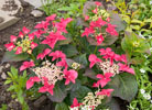 Blooming lovely!