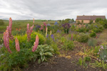 The display of lupins is a familiar sight to travellers on the Castletown to Thurso road