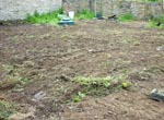 The open ground to the north of the main building has now been levelled. The grand crop of thistles against the wall will be dealt with shortly.... Th