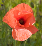 A glorious poppy stands proud in the Coastal Meadow Patch
